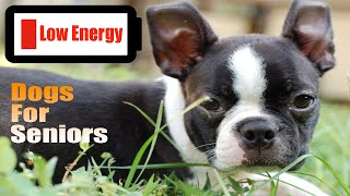 10 Best Low Energy Dogs for Seniors