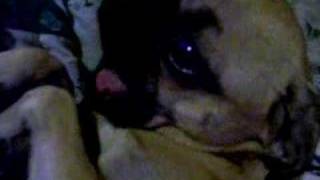 my pug diva snorting