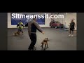 Training 2 protection k9 dogs at once