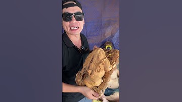 Siêu Cóc Thiềm Thừ #tượng_phong_thủy