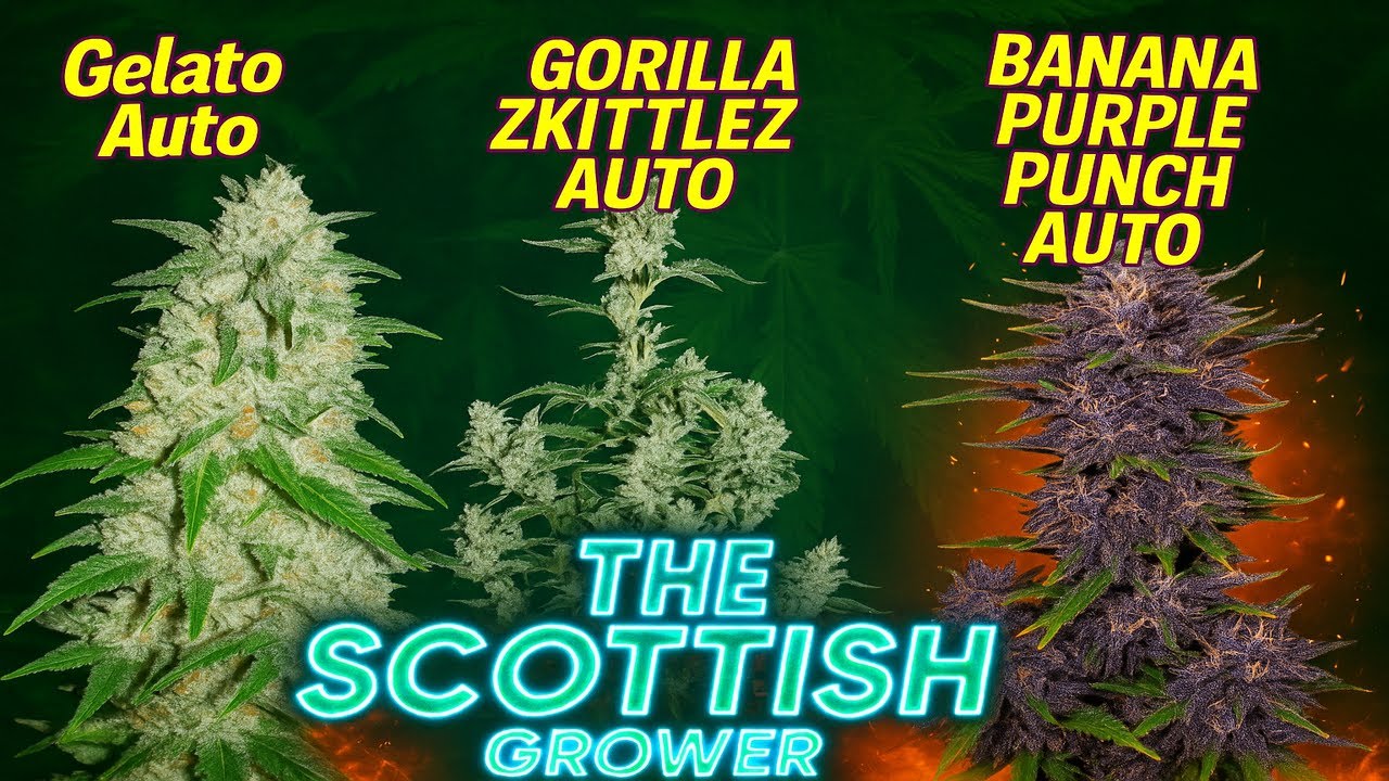 Growmies Help Me With the Gelato and Gorilla Z There look ill and I dont know what to do? FIXED