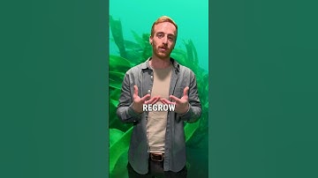 The simple climate solution that is restoring kelp forests the ocean floor