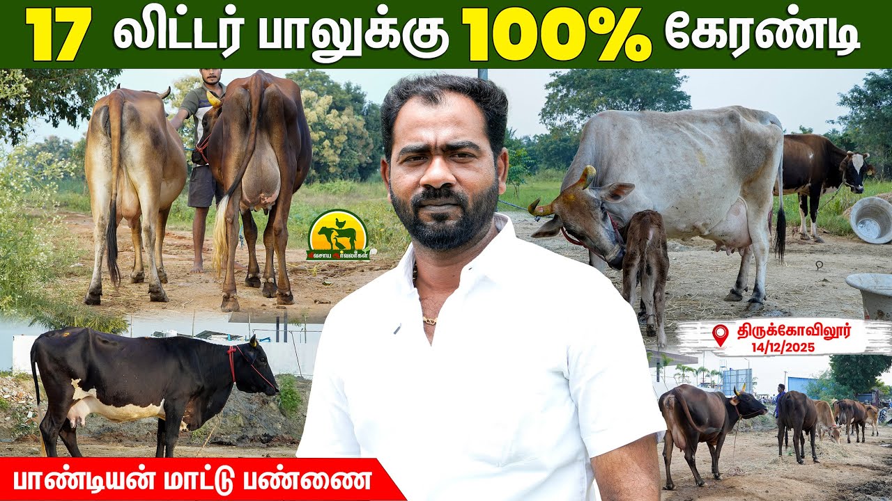 மாடு வளர்ப்போருக்கு மாஸ் Tips – இதை தெரிஞ்சாலே லாபம் குவியும்! | vivasaya arvalargal