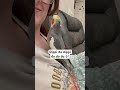 Dippi do dippi do 🎶 #cockatiels #cockatiel