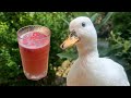 I Made My Pet Duck A Pink Drink