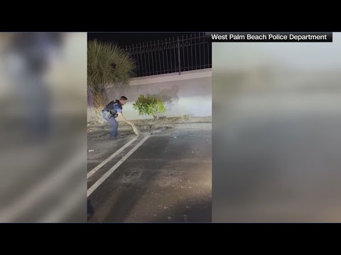 Florida police officers wrestle gator barehanded