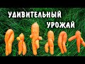 # Как вам урожай? Природа шутит!