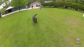 K9 Certification Recall Drills