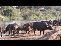 Largest Buffalo Herd Invades River With Hippos Watching