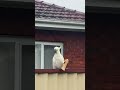 Cockatoo Snacks On Pita Bread For Afternoon Treat 