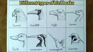 different types of beak drawinghow to draw bird beaksdraw different types  of breaks of bird  YouTube