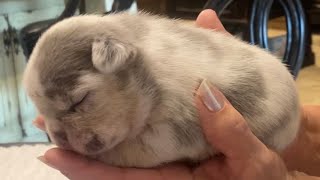 2 week old Frenchie puppy sings