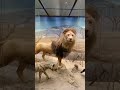 #музейдарвина