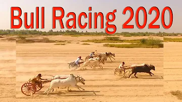 Bull Race in Pakistan 2020