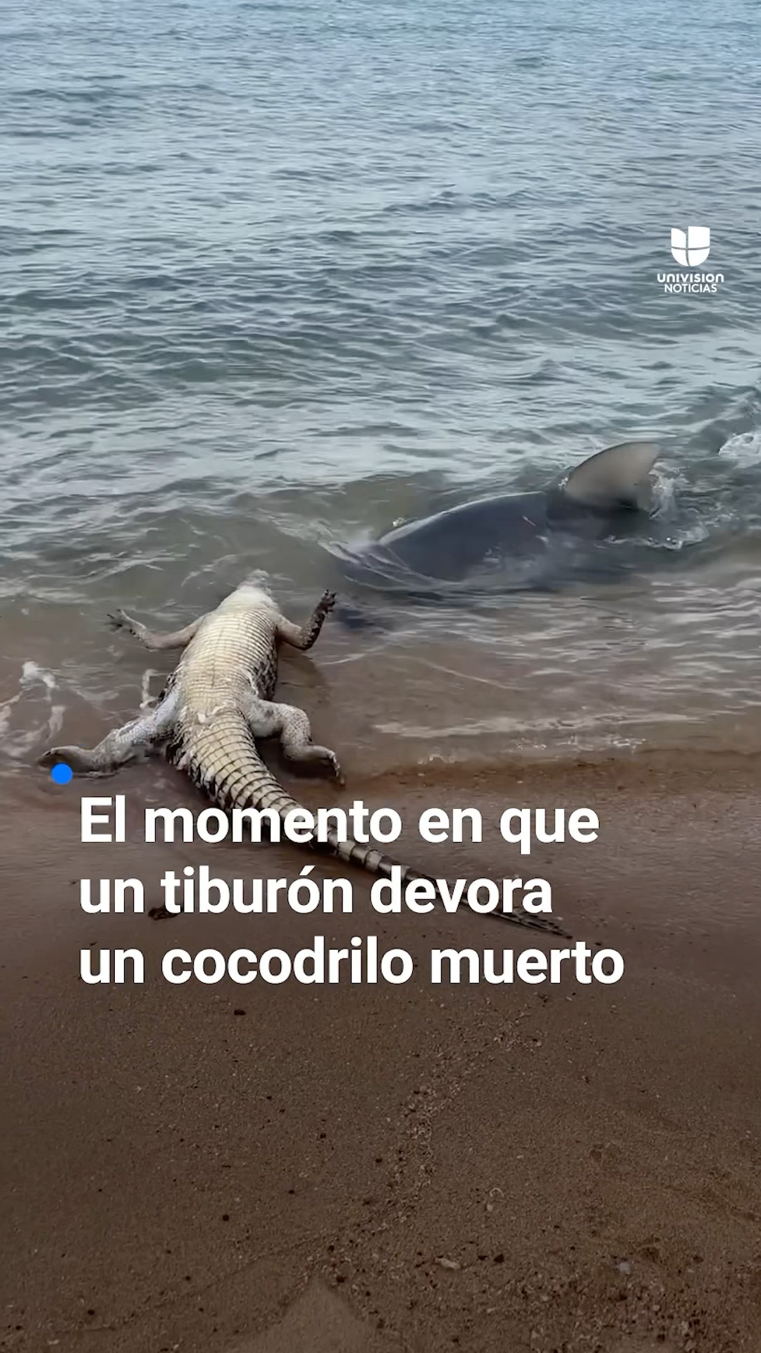 El momento en que un tiburón devora un cocodrilo muerto
