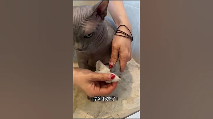 Video 11848331: hairless cat, cat dog cartoon funny, food cat dog