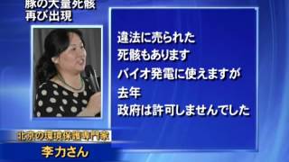 豚の大量死骸 再び出現