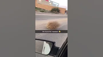 Bro Found The Wawawa Funny Usa Tumbleweed Mexico Shorts 
