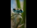 Damsel Fly Rescue Scenarios