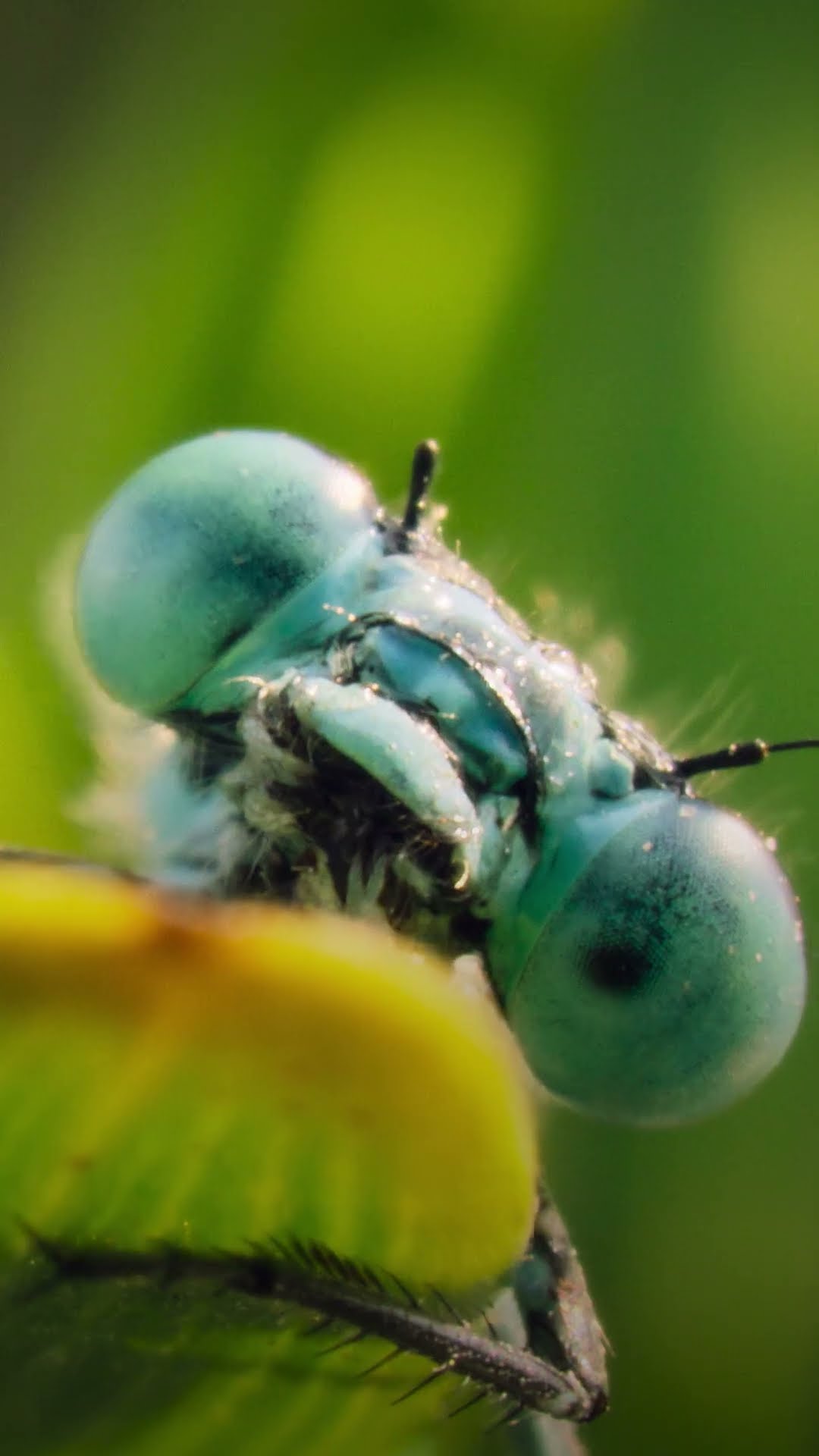 A damselfly love story? Peak romance, peak drama. #ARealBugsLife