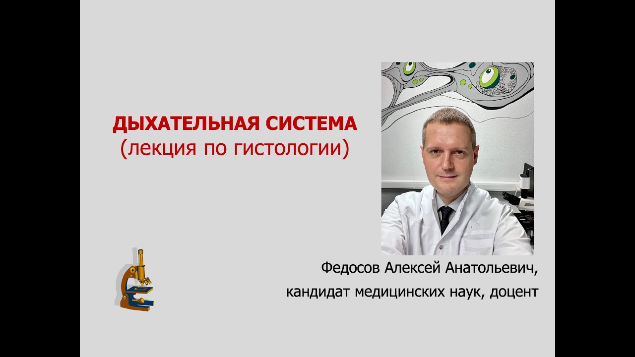 ДЫХАТЕЛЬНАЯ СИСТЕМА (ЛЕКЦИЯ ПО ГИСТОЛОГИИ)