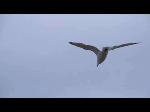 UNCHORD შენამდე ...