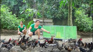 The girl repairs scraps and makes chicken coops on the farm