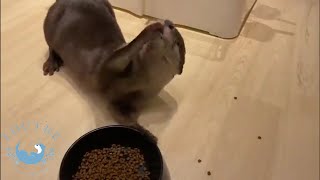 Otter Eat Food by Throwing into His Mouths!  #Shorts