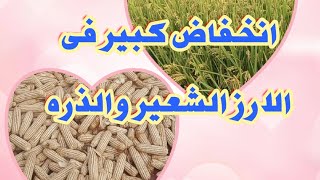 بورصه الحبوب وأسعار الأرز الشعير والذره الشامى اليوم