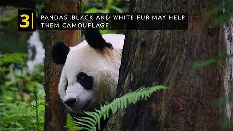 National Geographic Reading Explorer 3- Unit 3 Protecting Pandas