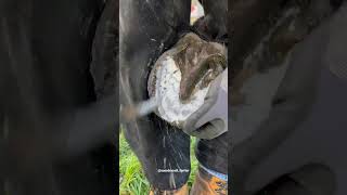 Taking Off The Horseshoe #Farrier #Shorts #Asmr #Satisfying