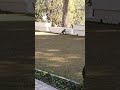 🐒 monkey funny moments, आप लोगों का प्यार का बहुत जरूरत है।support कीजिए 🙏🙏