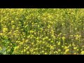 菜の花あかり3
