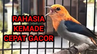 cara merawat burung kemade agar rajin bunyi