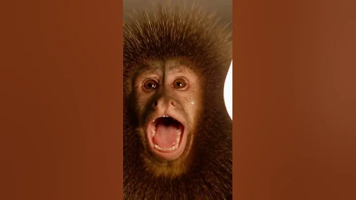 🐒 Hilarious Monkey Moment Caught on Camera! 😂#FunnyMonkey #MonkeyComedy #CuteAnimals #Shorts