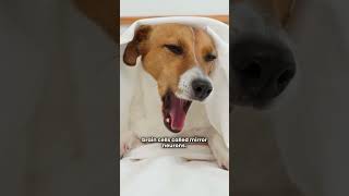 Why Yawns Are Contagious Hidden Context Of Empathy