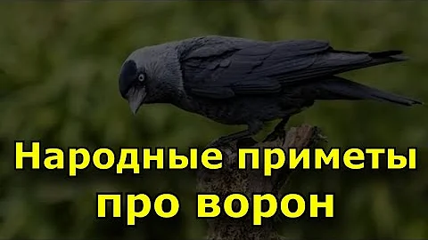 Приметы, объясняющие почему каркают вороны