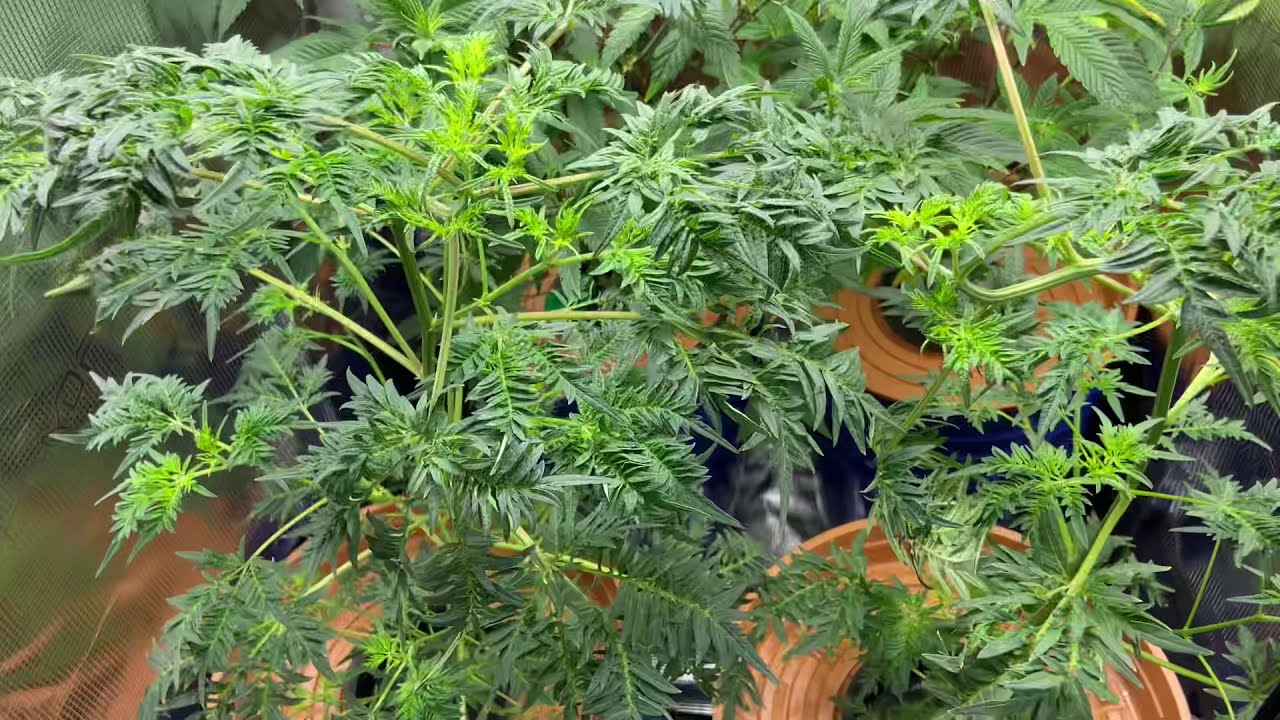 Mars Hydro grow journal ts1000 day 5 of flower Freakshow, in a 2x2 tent DWC