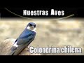 GOLONDRINA CHILENA - Serie Nuestras Aves