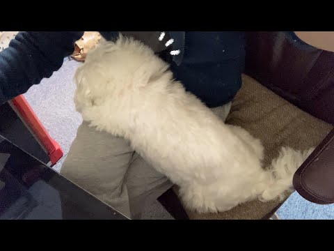 ぽんくんはべったりくん