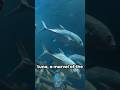 Tuna Speed Will Leave You Speechless #shorts #didyouknow #ocean