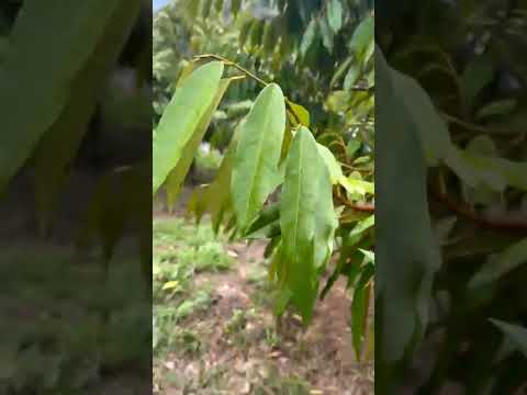 Vườn sầu riêng