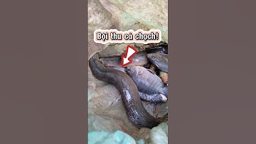 Câu cá chạch quá nhiều bất ngờ #fishing #shorts