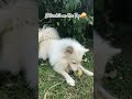 Notanki one...😝#youtubeshorts #viral #puppylove #dogcatmeme #funnyvideo #petdog ✨️🐶
