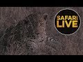 safariLIVE - Sunset Safari - July 10, 2018