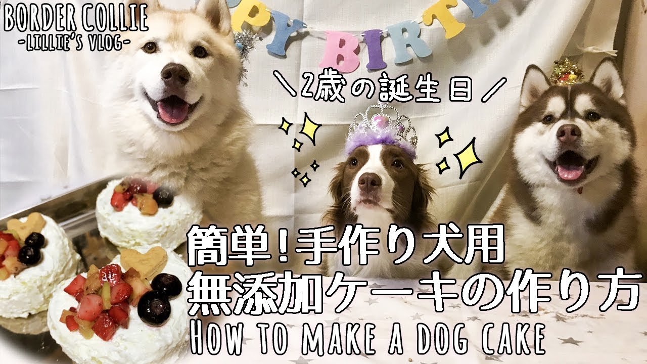 簡単 手作り無添加 犬用ケーキの作り方 ボーダーコリー２歳の誕生日 How To Make Handmade Additive Free Dog Cake Youtube