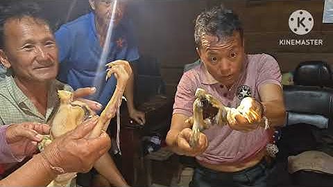 Saib ko taw qaib ua neeb peb caug 12/12/25/77202305