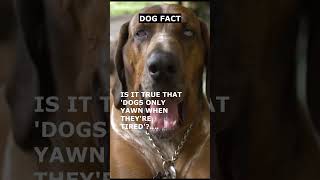 INTERESTING DOG FACT YOU MIGHT NOT KNOW #shorts #dogs #dogfacts #dogs #bloodhound #doglover