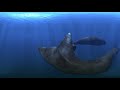 Swim with sperm whales in 360°