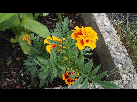 Video: En Sjelden Udumbara-blomst Har Blomstret, Noe Som Skjer En Gang Hvert Tredje år - Alternativ Visning